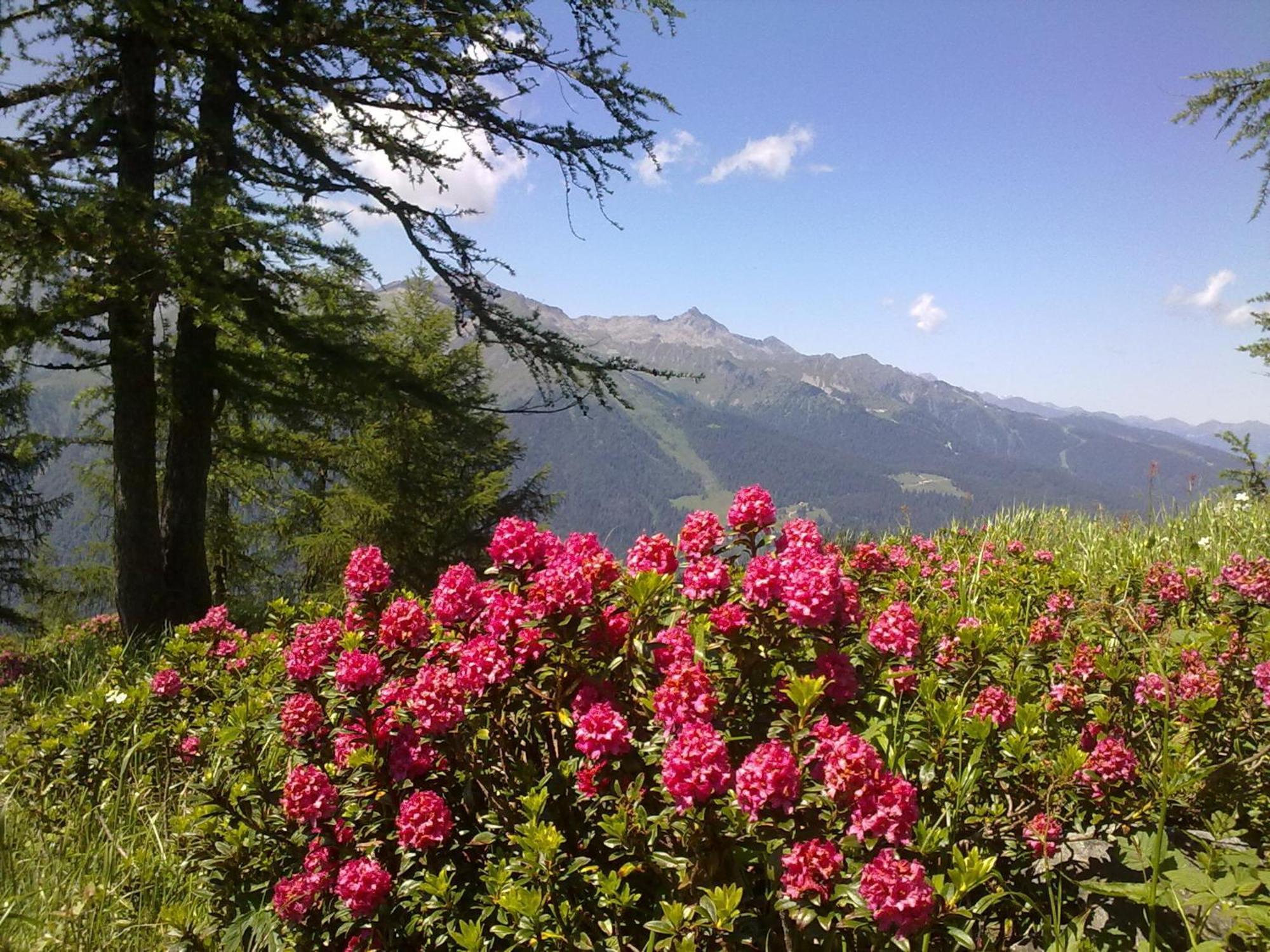 Hotel Alpina Pinzolo Bagian luar foto
